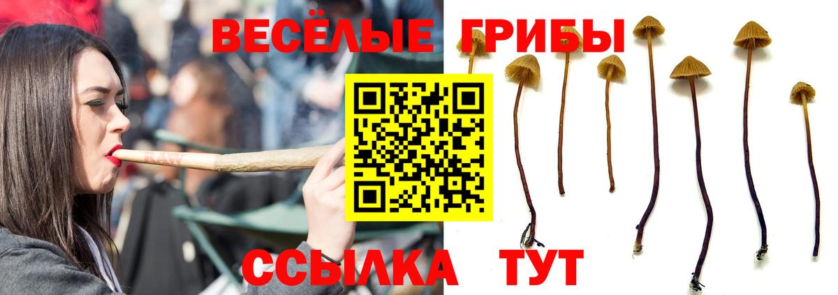 Псилоцибиновые грибы Psilocybine cubensis  Вход с VPN  Кувандык 